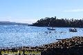 Chemainus Orcas